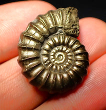 Load image into Gallery viewer, Promicroceras pyritosum ammonite (26 mm)
