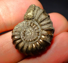 Load image into Gallery viewer, Promicroceras pyritosum ammonite (26 mm)
