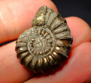 Promicroceras pyritosum ammonite (26 mm)