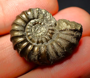 Promicroceras pyritosum ammonite (26 mm)