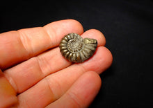 Load image into Gallery viewer, Promicroceras pyritosum ammonite (26 mm)
