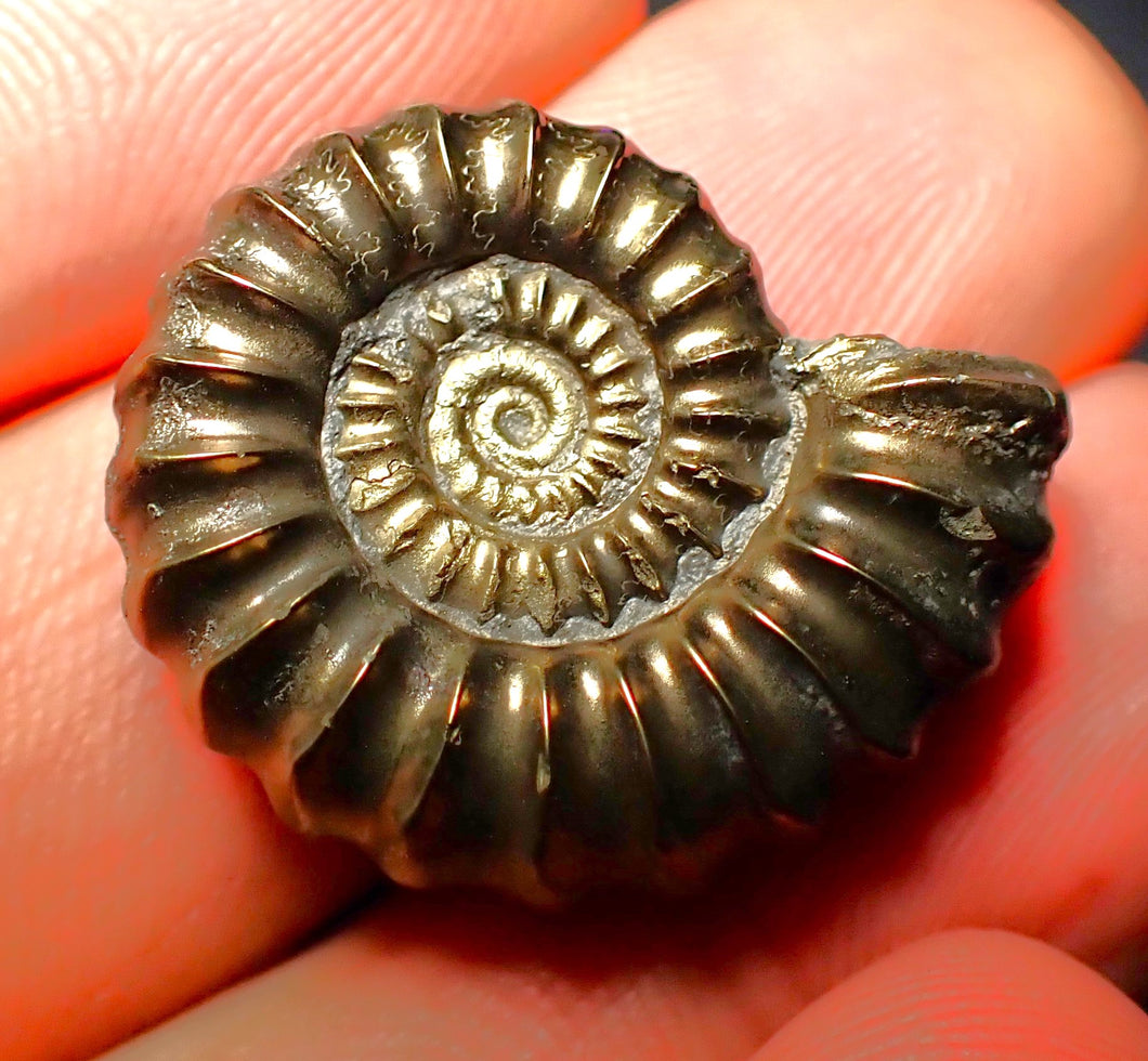 Promicroceras pyritosum ammonite (26 mm)
