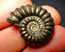 Load image into Gallery viewer, Promicroceras pyritosum ammonite (26 mm)
