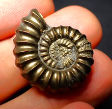 Load image into Gallery viewer, Promicroceras pyritosum ammonite (26 mm)
