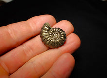 Load image into Gallery viewer, Promicroceras pyritosum ammonite (26 mm)
