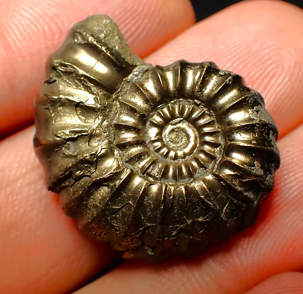 Promicroceras pyritosum ammonite (26 mm)