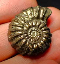 Load image into Gallery viewer, Promicroceras pyritosum ammonite (26 mm)
