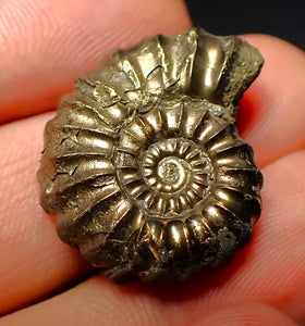 Promicroceras pyritosum ammonite (26 mm)