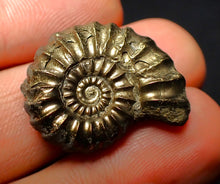 Load image into Gallery viewer, Promicroceras pyritosum ammonite (26 mm)
