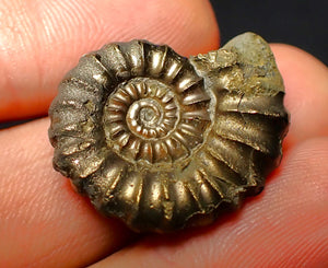 Promicroceras pyritosum ammonite (26 mm)