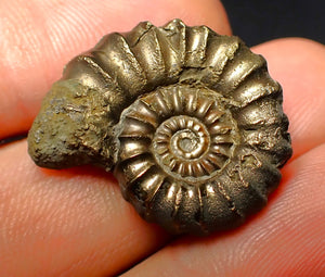 Promicroceras pyritosum ammonite (26 mm)