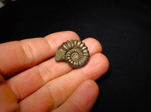 Load image into Gallery viewer, Promicroceras pyritosum ammonite (26 mm)
