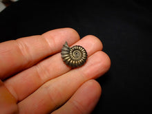 Load image into Gallery viewer, Promicroceras pyritosum ammonite (21 mm)
