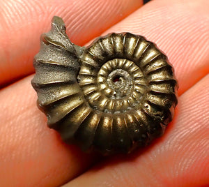 Promicroceras pyritosum ammonite (21 mm)