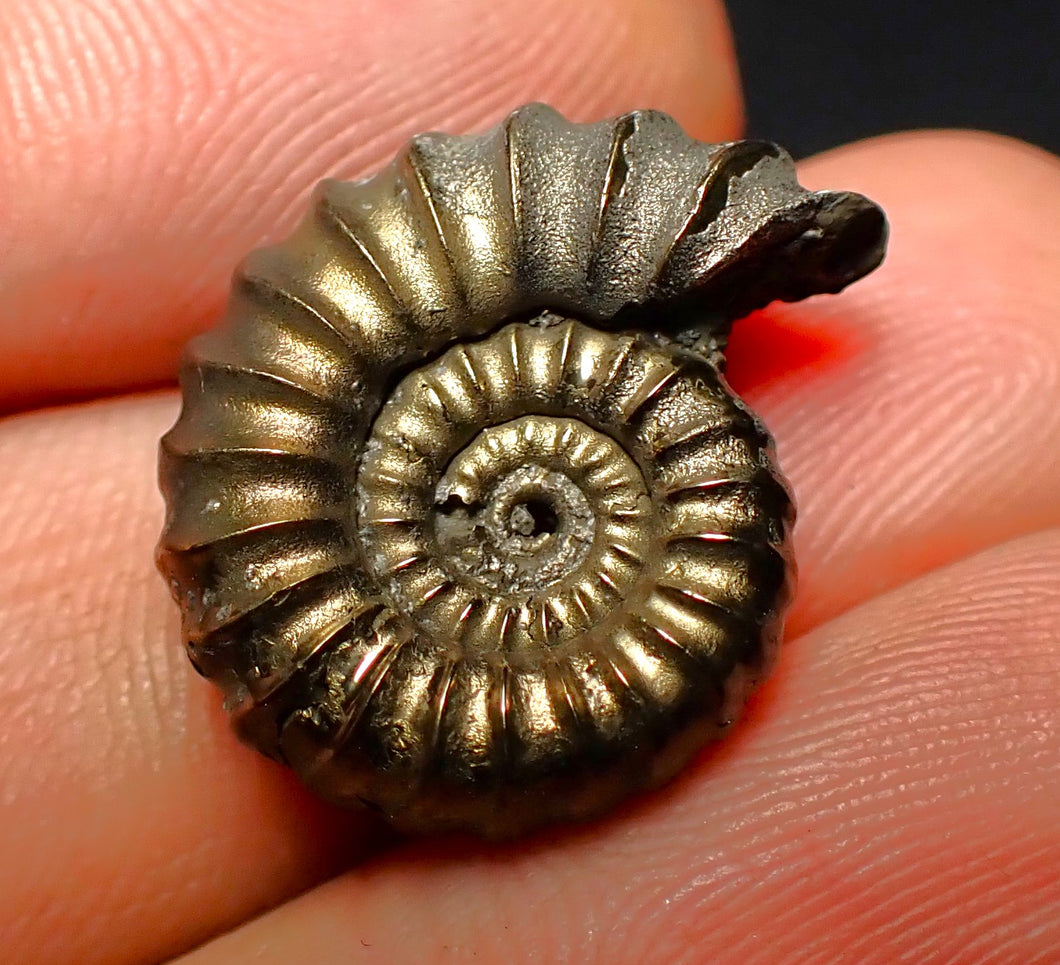 Promicroceras pyritosum ammonite (21 mm)