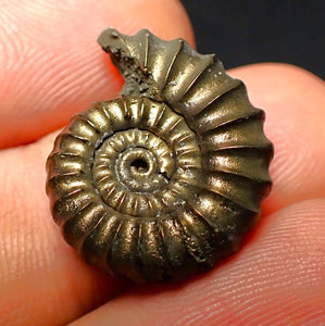 Promicroceras pyritosum ammonite (21 mm)