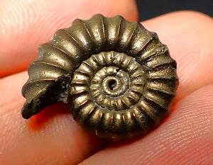 Promicroceras pyritosum ammonite (21 mm)