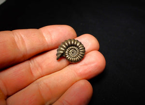 Promicroceras pyritosum ammonite (21 mm)