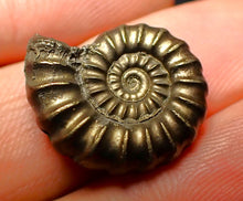 Load image into Gallery viewer, Promicroceras pyritosum ammonite (20 mm)
