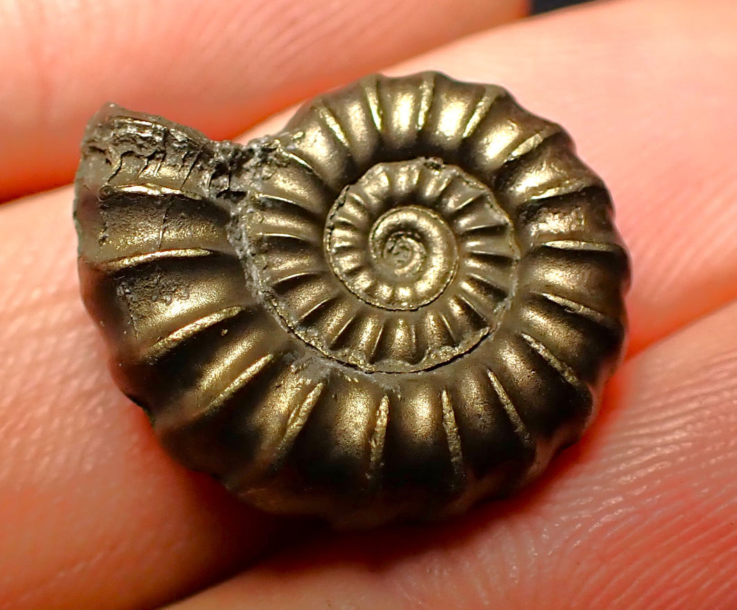 Promicroceras pyritosum ammonite (20 mm)