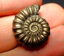 Load image into Gallery viewer, Promicroceras pyritosum ammonite (20 mm)
