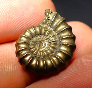 Promicroceras pyritosum ammonite (20 mm)