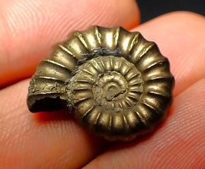 Promicroceras pyritosum ammonite (20 mm)