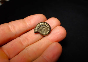 Promicroceras pyritosum ammonite (20 mm)