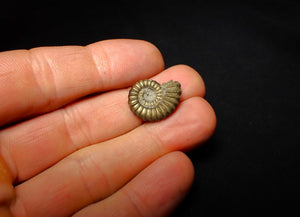 Promicroceras pyritosum ammonite (19 mm)