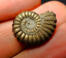 Load image into Gallery viewer, Promicroceras pyritosum ammonite (19 mm)
