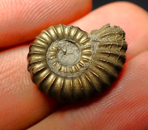 Promicroceras pyritosum ammonite (19 mm)