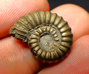 Promicroceras pyritosum ammonite (19 mm)