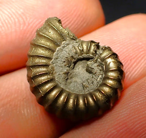 Promicroceras pyritosum ammonite (19 mm)