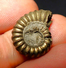 Load image into Gallery viewer, Promicroceras pyritosum ammonite (19 mm)
