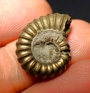 Promicroceras pyritosum ammonite (19 mm)