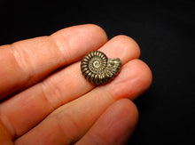 Load image into Gallery viewer, Promicroceras pyritosum ammonite (20 mm)
