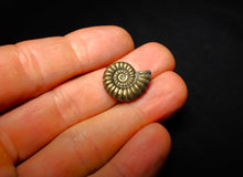 Load image into Gallery viewer, Promicroceras pyritosum ammonite (19 mm)
