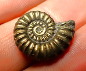 Promicroceras pyritosum ammonite (19 mm)