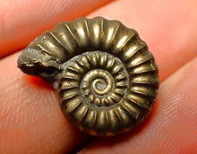 Load image into Gallery viewer, Promicroceras pyritosum ammonite (19 mm)
