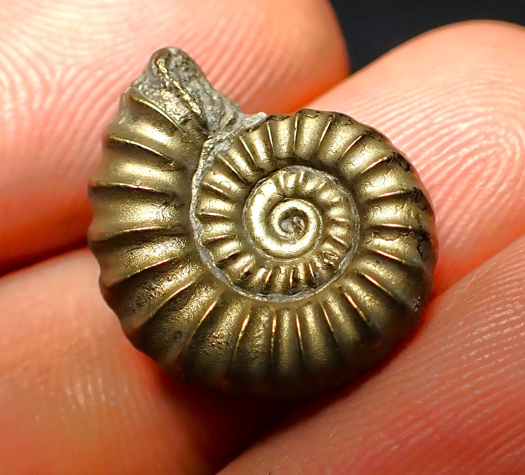 Promicroceras pyritosum ammonite (19 mm)