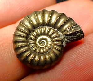 Promicroceras pyritosum ammonite (19 mm)