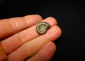 Promicroceras pyritosum ammonite (19 mm)