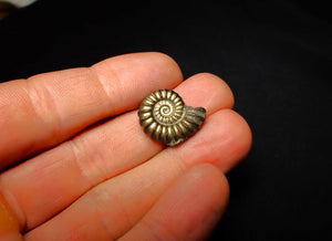 Promicroceras pyritosum ammonite (20 mm)