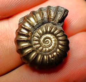 Promicroceras pyritosum ammonite (20 mm)