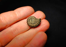 Load image into Gallery viewer, Promicroceras pyritosum ammonite (20 mm)
