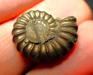 Promicroceras pyritosum ammonite (20 mm)