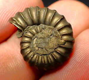 Promicroceras pyritosum ammonite (20 mm)