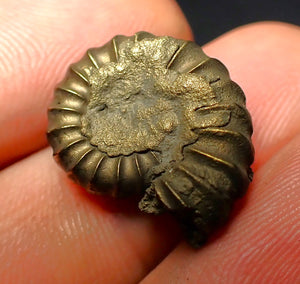 Promicroceras pyritosum ammonite (20 mm)