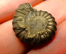 Load image into Gallery viewer, Promicroceras pyritosum ammonite (20 mm)
