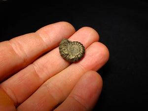 Promicroceras pyritosum ammonite (20 mm)